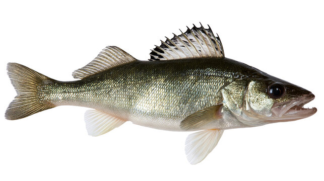 Freshwater zander fish with sharp dorsal fin and silver scales