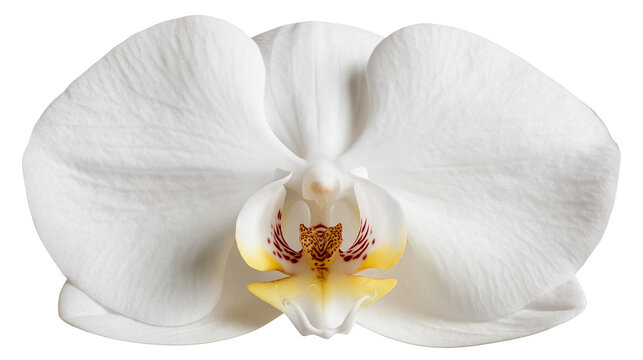 Single white Phalaenopsis orchid flower with yellow and purple center