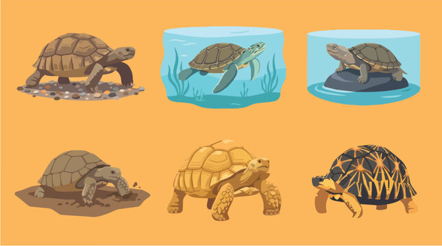 Flat Set Collection of Six Different Tortoise Illustrations
