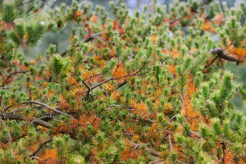 Autumn changes the color of the needles on the branches. © Viktor Boiko
