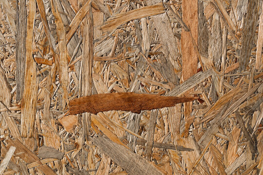Flat texture of pressed wood sawdust
