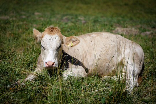 Resting Cow in an Alpine Pasture, Grindelwald, Switzerland
