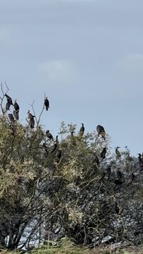 Kormorankolonie (Phalacrocorax carbo) in B&auml;umen am D&uuml;mmer See. Kormorankolonie (Phalacrocorax carbo) mit zahlreichen V&ouml;geln in B&auml;umen am D&uuml;mmer See in Niedersachsen. Gro&szlig;e Ansammlung der Wasserv&ouml;gel i