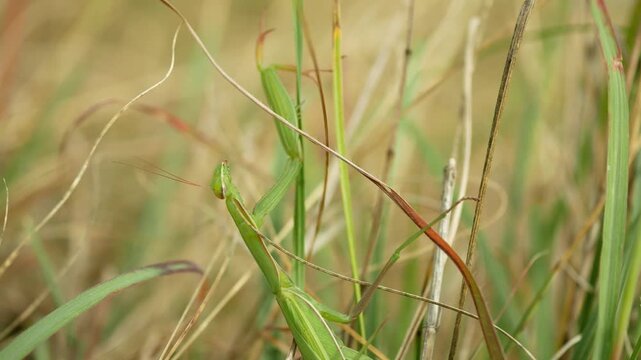 European praying mantis Mantis religiosa cryptic camouflage mimicry dried grasses mantidae steppe meadow close-up resting climbing holding detail carnivorous insect egg laying ootheca bright green