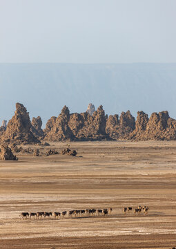 A herd of donkeys walks across the arid plain beneath limestone rock formations, Afar depression, Lake Abbe, Djibouti