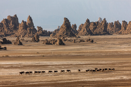 A line of donkeys crosses the desert flat beneath jagged limestone spires, Afar depression, Lake Abbe, Djibouti