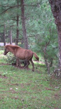 Static shots of pony grazing and moving through forested area with trees