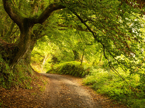 Autumnal woodlands in the North Devon countryside 