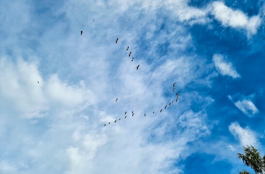 Birds flying in V formation against blue sky