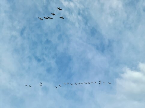 Birds flying in V formation migrating across blue sky