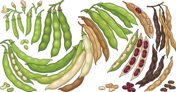 Assorted bean pods and seeds in vector illustration with white background