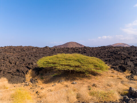 A lone green acacia bush grows amid a black lava field with volcanic cones in the distance, Tadjourah Region, Tadjoura, Djibouti