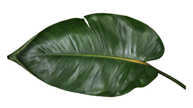 Large glossy dark green tropical philodendron leaf with prominent central vein