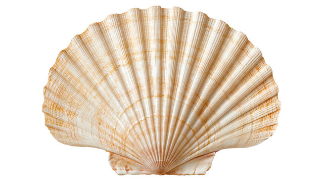 Fan shaped white and orange ribbed scallop seashell