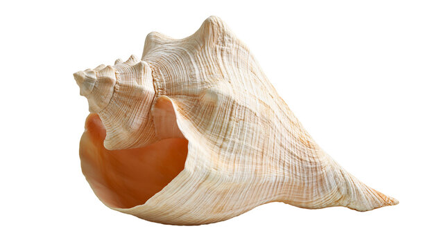 Large beige and orange spiral conch seashell with textured surface