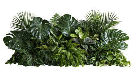 Lush tropical foliage arrangement with monstera and fern leaves © Natalia