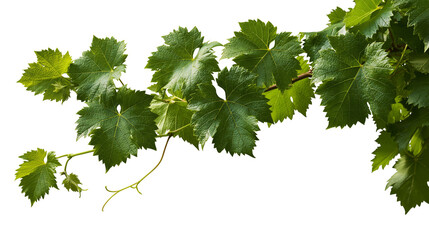 Lush green grape vine branch with serrated leaves and curling tendrils © Natalia