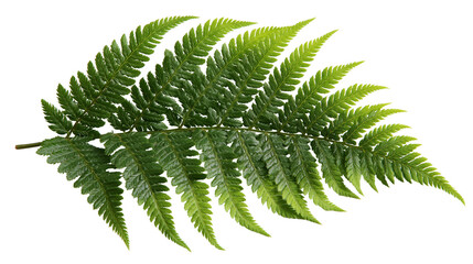 Single lush green fern frond with detailed pinnate leaves © Natalia