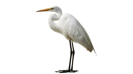 Great egret standing with white plumage and long yellow beak © Natalia
