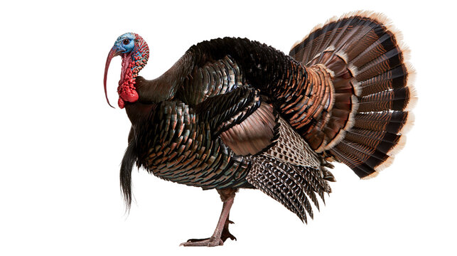 Adult male wild turkey with iridescent dark feathers and fanned tail plumage