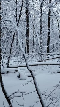 Trucking Shot Through Snowy Winter Forest Nature Landscape