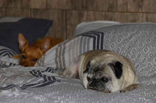 Close-up composition featuring an older beige pug in the foreground and a small brown mixed-breed dog resting in the background on a bed.
