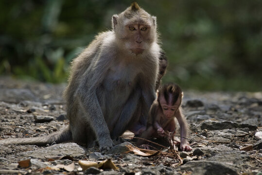 A adult female long-tailed macaque (Macaca fascicularis) rests on the leaf-covered ground while keeping a close eye on her curious newborn infant in Alas Purwo, Java, Indonesia.