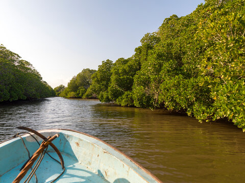 The bow of a wooden boat glides through a narrow mangrove channel lined with dense green trees, Obock Region, Gorodia, Djibouti