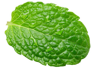 Single leaf of  mint with water drops isolated on a white background. A popular ingredient in many food production processes. Clipping path. © volff