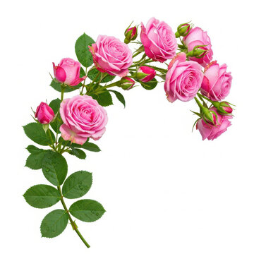 Beautiful Pink Rose Branch with Fresh Green Leaves and Dew Drops Floral Composition