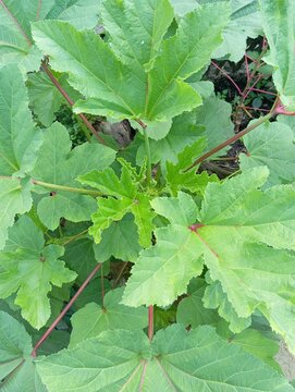 High resolution overhead view of fresh green Okra plant (Abelmoschus esculentus) with detailed leaf texture and new buds growing in the garden.