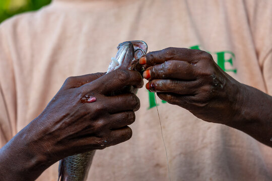 A fisherman's hands clean and gut a freshly caught fish by hand, Obock Region, Gorodia, Djibouti
