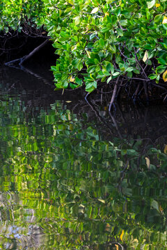 Mangrove branches with green leaves reflect in still water, Obock Region, Gorodia, Djibouti