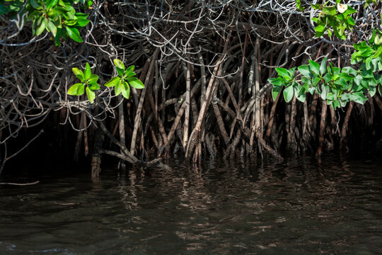 Tangled mangrove roots rise above dark swamp water, Obock Region, Gorodia, Djibouti