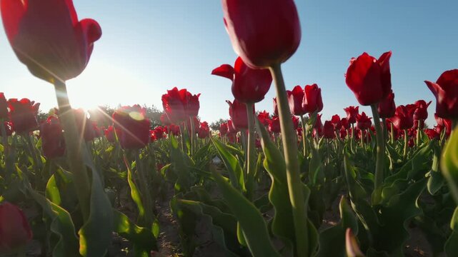 Red Tulips In Spring Field Under Bright Sun At Low Angle