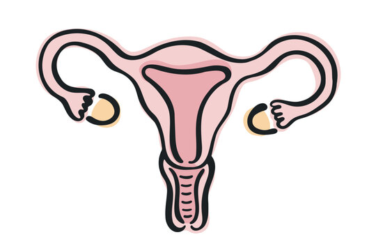 Hand Drawn Uterus Medical Illustration