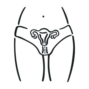Female Reproductive System Medical Illustration
