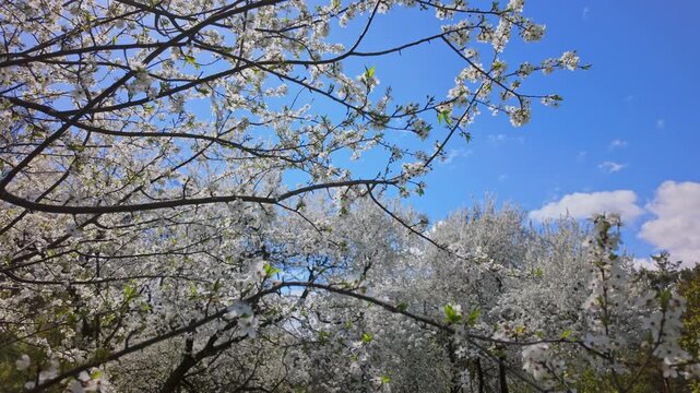 Blooming White Apricot Tree In Green Spring Meadow Under Overcast Sky