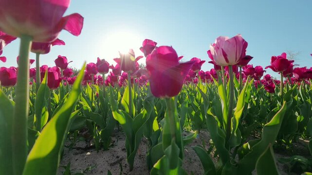 Low Angle View Of Pink Tulip Field Under Bright Sunlight