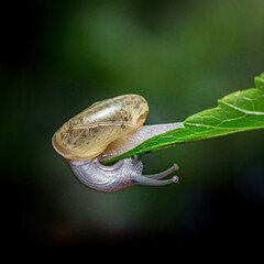 Glass snail moving slowly on a green leaf © Pawich Sattalerd