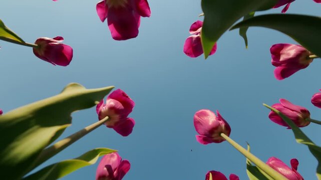 Pink tulip flowers against clear blue sky low angle view