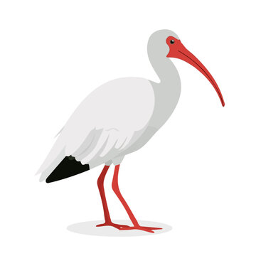 Minimalist 2D vector icon representation of a Ibis, displayed on a pure white background