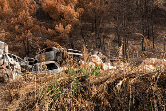 Burned abandoned cars in charred forest after devastating wildfire scene