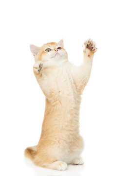 Playful young golden chinchilla cat standing on hind legs and looking up on empty space. Isolated on white background