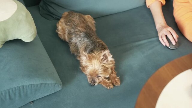 Small terrier resting comfortably on sofa beside visible hand holding computer mouse, lying near cushions in indoor home workspace with soft daylight, home interior, and relaxed pet companionship