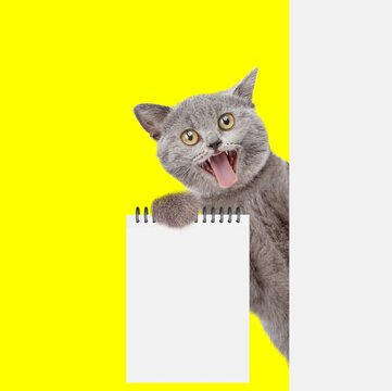 Shocked cat looking from behind blank white banner and showing blank notepad. isolated on yellow background