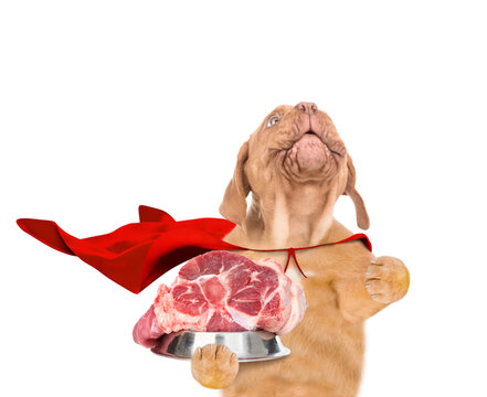Funny Mastiff puppy wearing superhero costume holds bowl wth raw meat and looks up on empty space. Isolated on white background