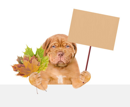 Sad Mastiff puppy holds dry colorful leaves, looks above blank banner and shows blank placard. isolated on white background