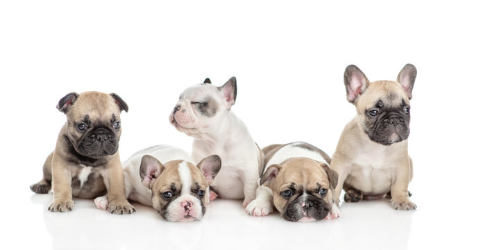 Group of cute French bulldog puppies sitting in front view.  Isolated on white background
