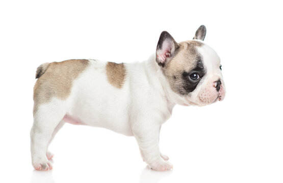 French bulldog puppy standing in profile and looking at camera. Isolated on white background